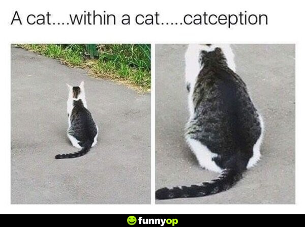 A cat within a cat catception.