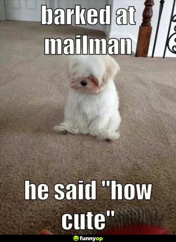 Barked at mailman. Mailman said, 