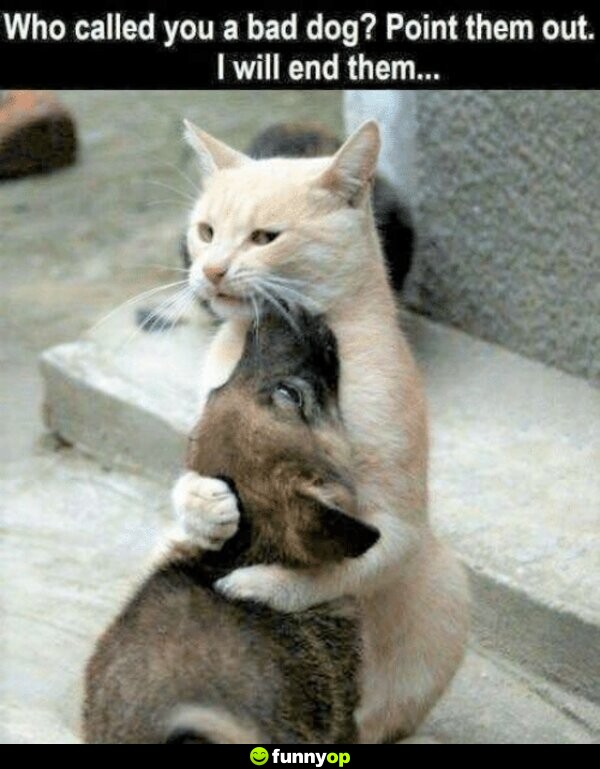 *cat hugging puppy* CAT: 