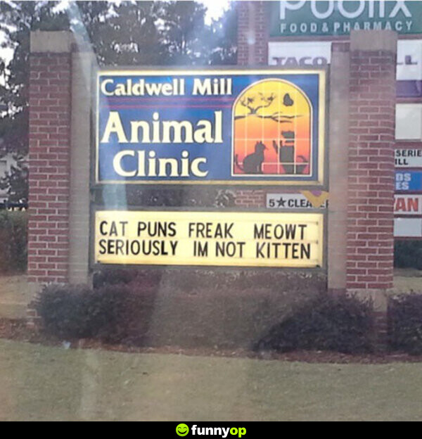 Cat puns freak meowt Seriously I'm not kitten.