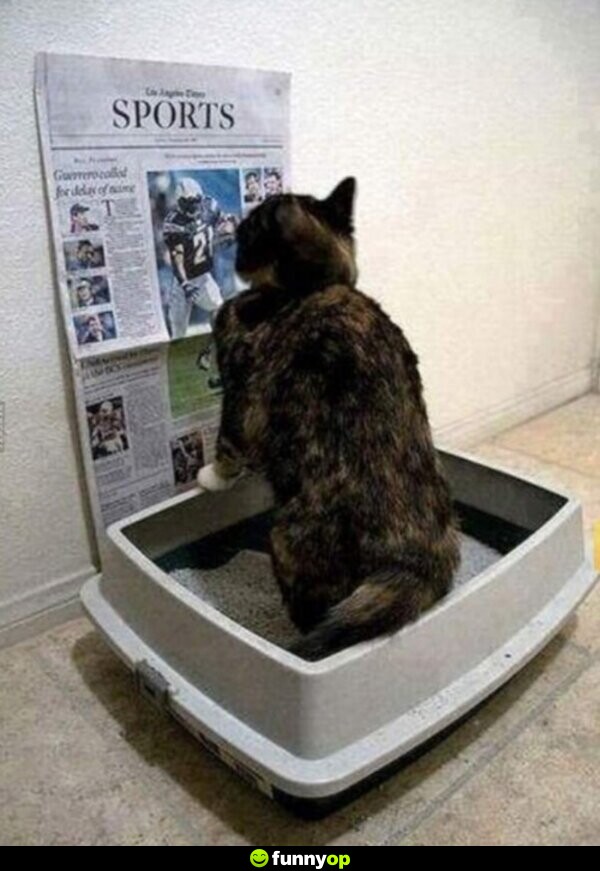 *cat reading sports page while using the litterbox*