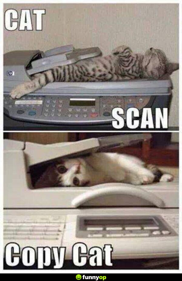 Cat scan copy cat.