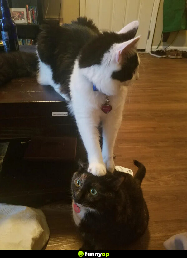 Cat standing on another cat's head.