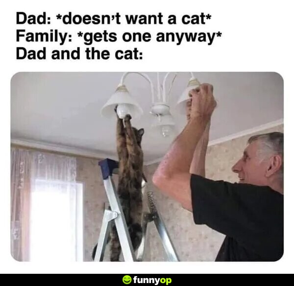 DAD: *doesn't want a cat* FAMILY: *gets one anyway* DAD AND THE CAT: *replacing lightbulbs together*
