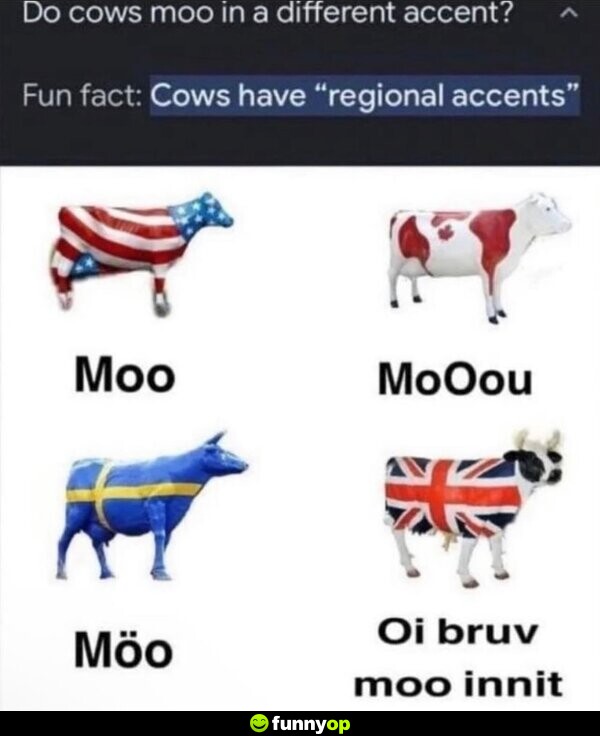Do cows moo in a different accent? Fun fact: Cows have 