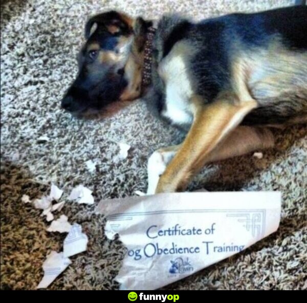 *dog tearing up its Certificate of Dog Obedience Training*