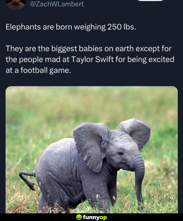 Elephants are born weighing 250 lbs. They are the biggest babies on Earth except for the people mad at Taylor Swift for being excited at a football game.