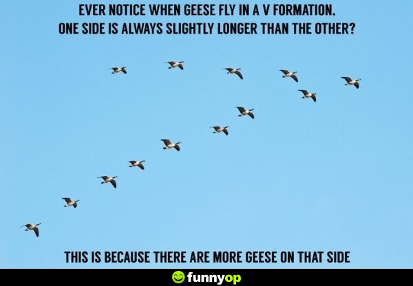 Ever notice when geese fly in a v formation one side is always slightly longer than the other? this is because there are more geese on that side.