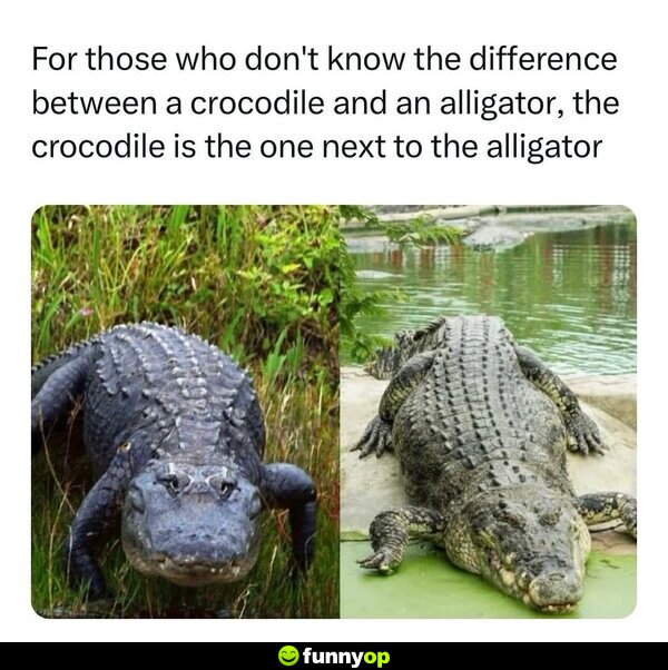 For those who don't know the difference between a crocodile and an alligator, the crocodile is the one next to the alligator