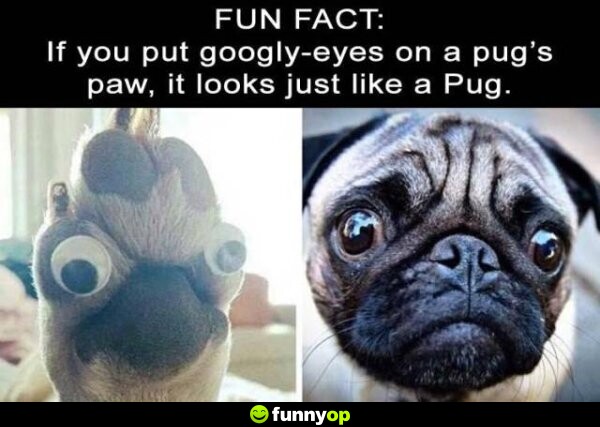 Fun Fact: If you put googly-eyes on a pug's paw, it looks just like a pug.