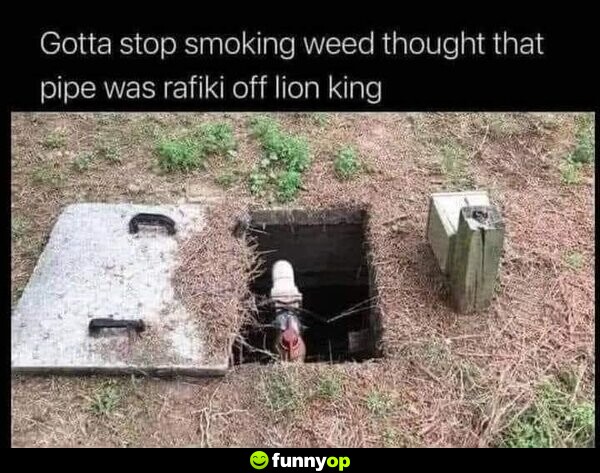 Gotta stop smoking w*** thought that pipe was rafiki off lion king.