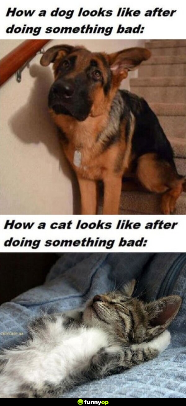 How a dog looks like after doing something bad. How a cat looks like after doing something bad.