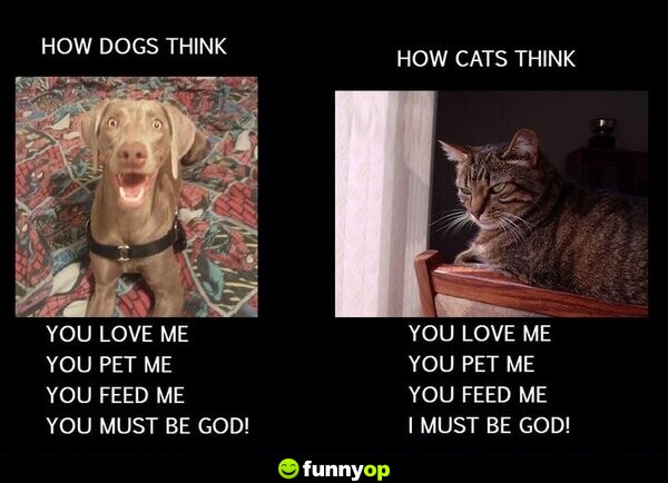 How dogs think you love me you pet me you feed me you must be God! how cats think you love me you pet me you feed me I must be God!