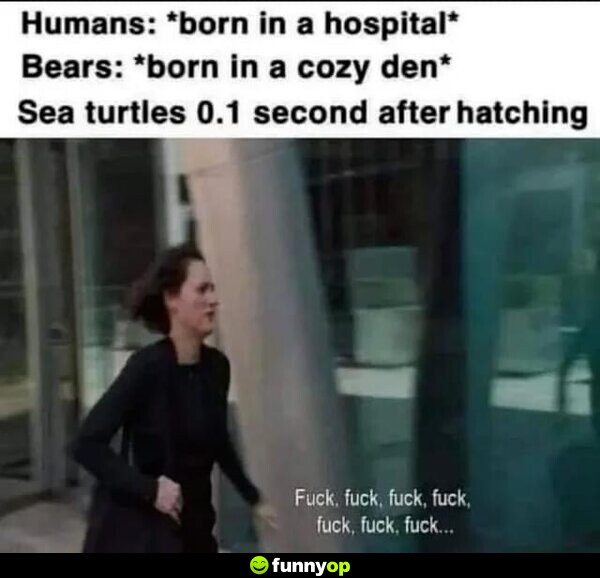 Humans *born in a hospital* Bears *born in a cozy den* Sea turtles 0.1 second after hatching.