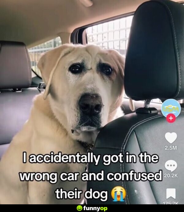 I accidentally got in the wrong car and confused their dog.