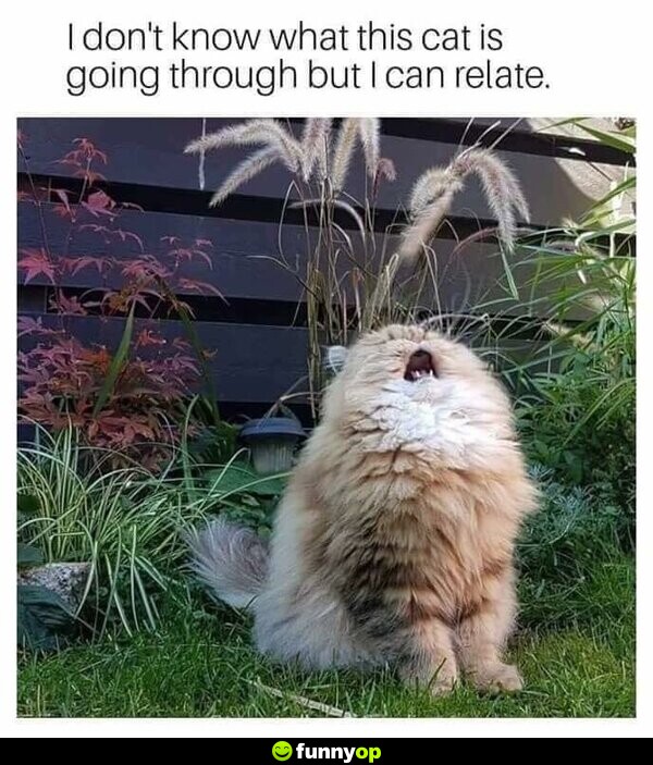 I don't know what this cat is going through but I can relate.