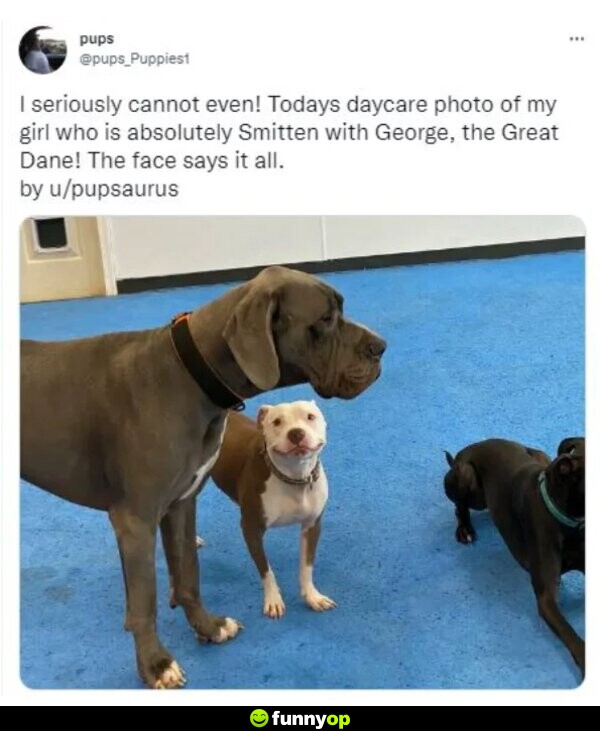 I seriously cannot even! Today's daycare photo of my girl is who absolutely smitten with George, the Great Dane! The face says it all.