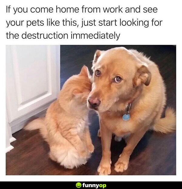 If you come home from work and you see your pets like this, just start looking for the destruction immediately.