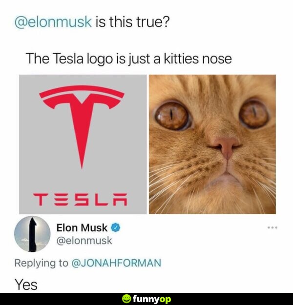 Is this true? The Tesla logo is just a kitties nose Elon Musk: Yes