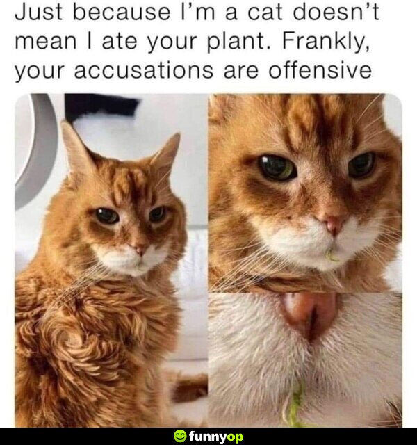 Just because I'm a cat doesn't mean I ate your plant. Frankly, your accusations are offensive.
