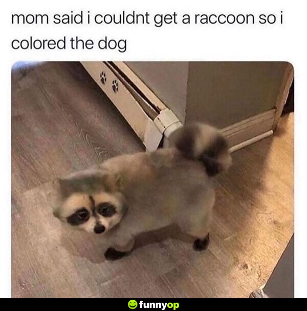 Mom said I couldn't get a raccoon so I colored the dog