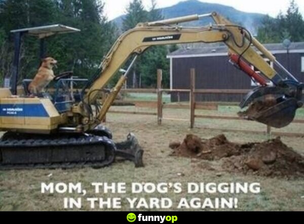Mom the dogs digging in the yard again.