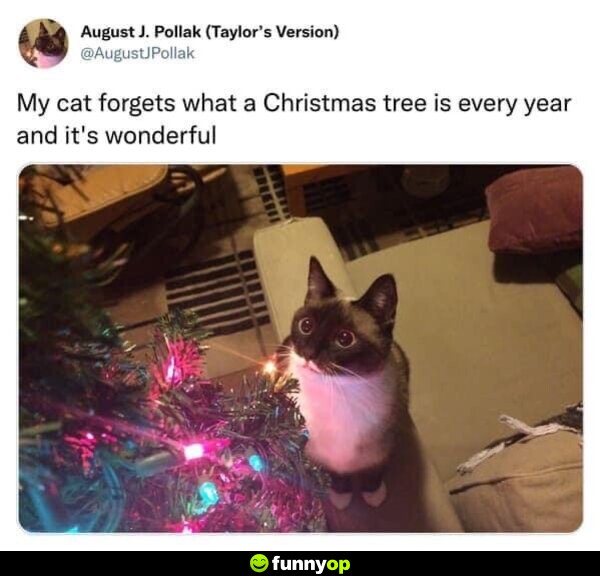 My cat forgets what a Christmas tree is every year, and it's wonderful.