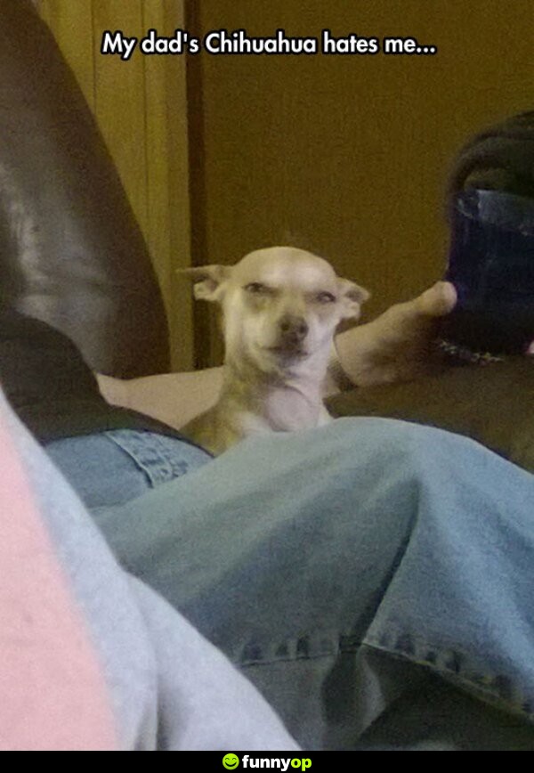 My dad's chihuahua hates me.