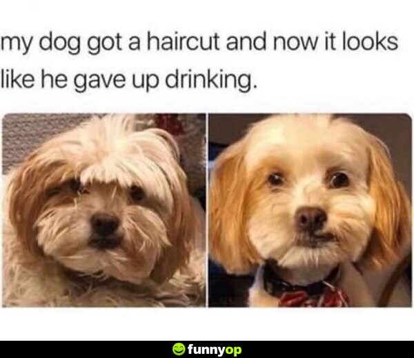 My dog got a haircut and now it looks like he gave up drinking