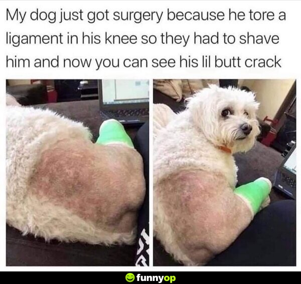 My dog just got surgery because he tore a ligament in his knee, so they had to shave him and now you can see his little butt.