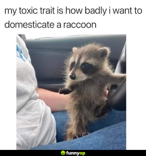My toxic trait is how badly I want to domesticate a raccoon: