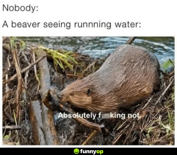 Nobody: A beaver seeing running water: Absolutely f****** not.