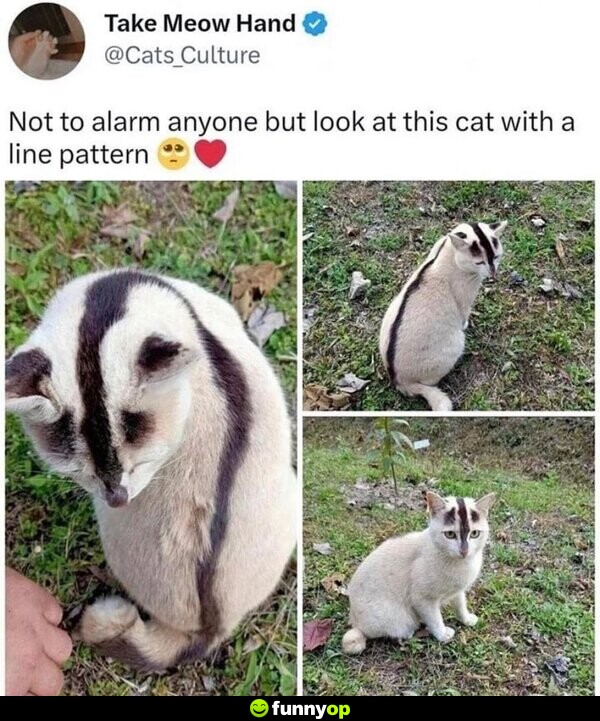 Not to alarm anyone but look at this cat with a line pattern