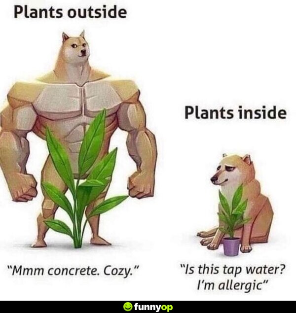 Plants outside: 