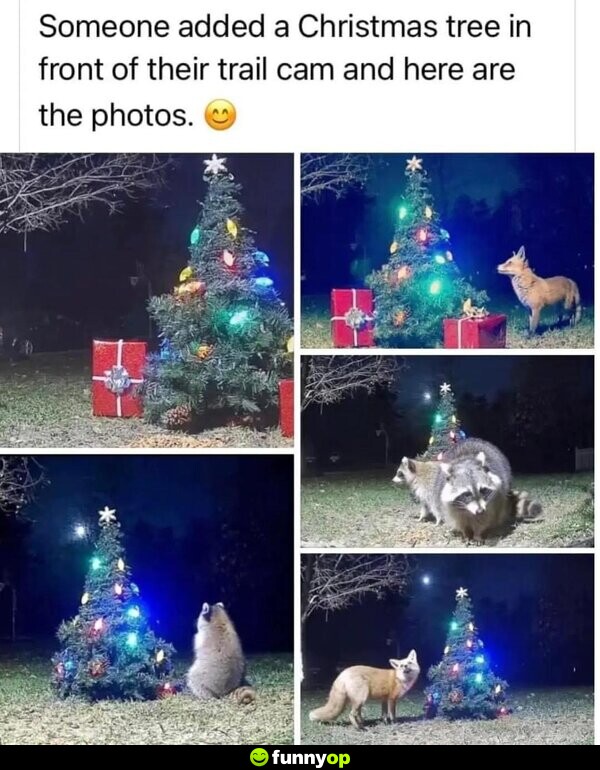 Someone added a Christmas tree in front of their trail cam and here are the photos.