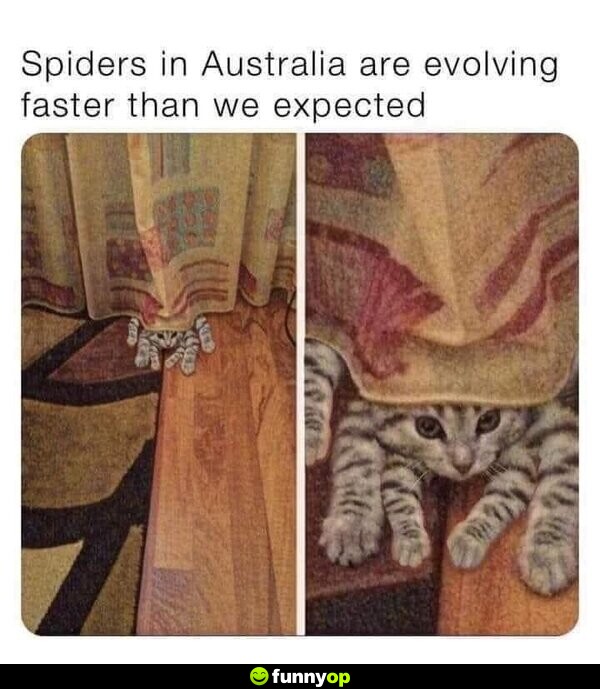 Spiders in Australia are evolving faster than we expected