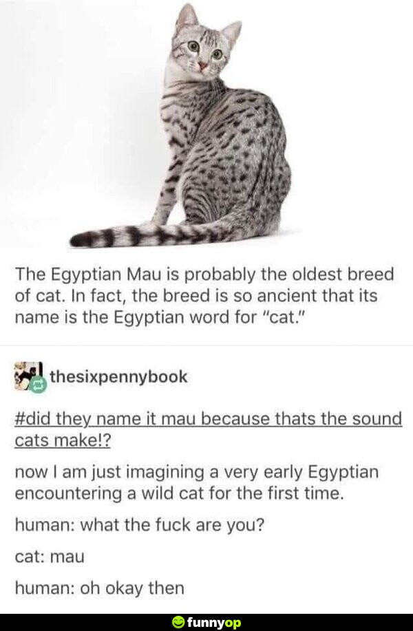 The Egyptian Mau is probably the oldest breed of cat. In fact, the breed is so ancient that its name is the Egyptian word for 