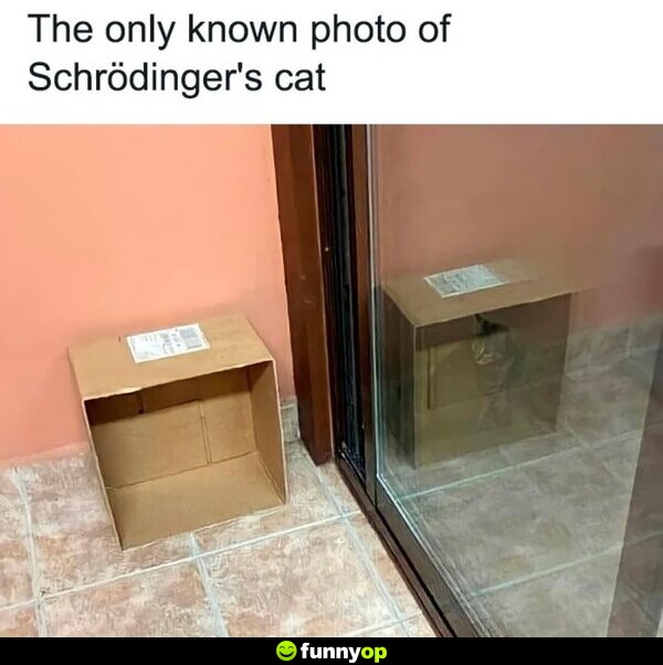The only known photo of Schrodinger's cat