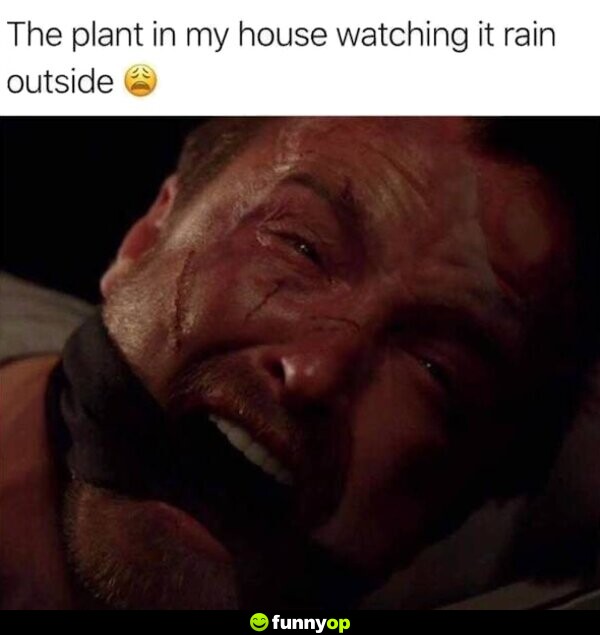 The plant in my house watching it rain outside.