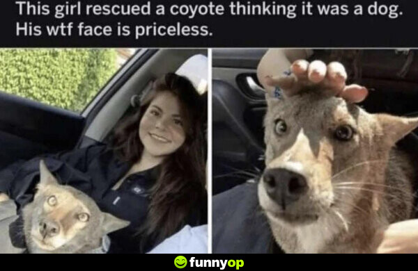 This girl rescued a coyote thinking it was a dog. His *** face is priceless.