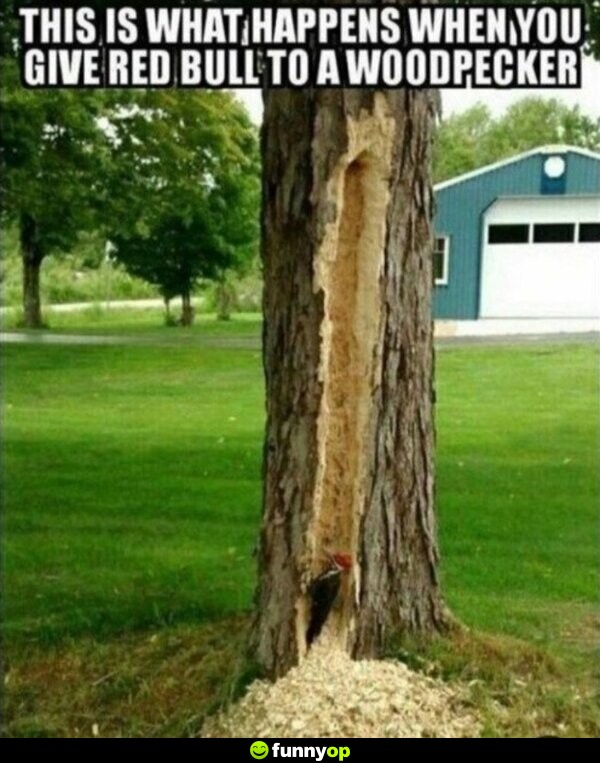 This is what happens when you give Red Bull to a woodpecker.