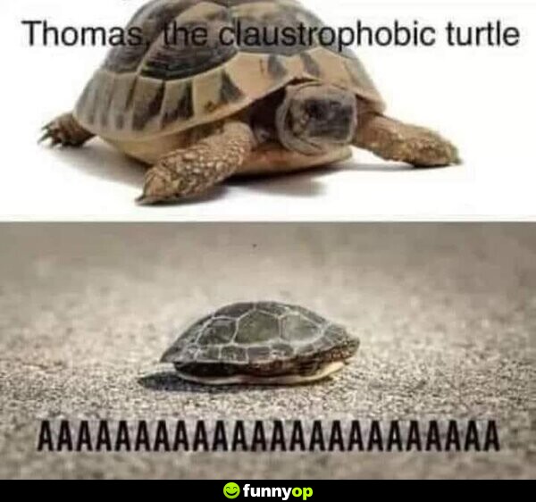 Thomas the claustrophobic turtle. Aaaaaaaaaaaaaaaaaaaaa.