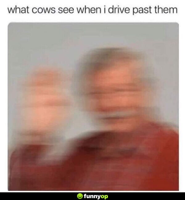 What cows see when I drive past them