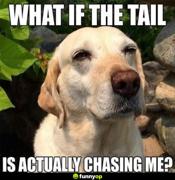 What if the tail is actually chasing me?
