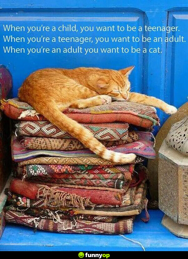 When you're a child, you want to be a teenager. When you're a teenager, you want to be an adult. When you're an adult, you want to be a cat.