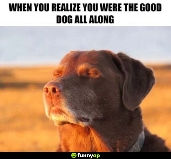 When you realize you were the good dog all along.