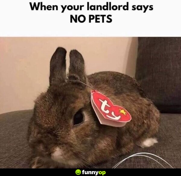 When your landlord says NO PETS