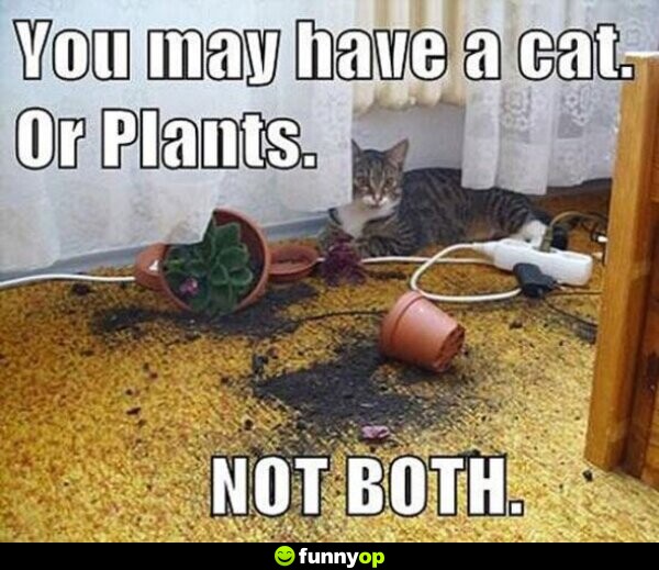 You may have a cat. Or plants. Not both.